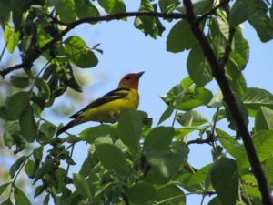 Bird In Tree