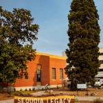 SEQUOIA LEGACY TREE